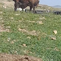بره شیری