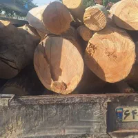 خرید چوب خریدار چوب تخته تنه درخت اره کاری|خدمات باغبانی و درختکاری|مشهد, بهاران|دیوار