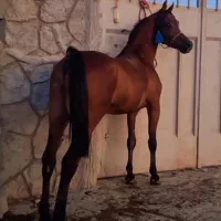 نریان عرب مصری دوسر