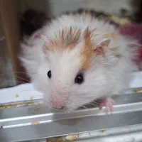 دو عدد همستر نر