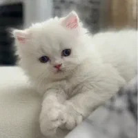 پرشین عروسکی و هیمالین رد پوینت|گربه|ارومیه, |دیوار