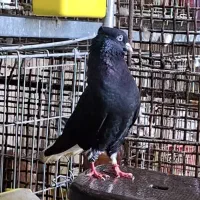 کبوتر زاغ دمسفید چشم و نوک سفید  شوش دانیال