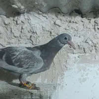 جوجه پولک مشکی قزوینی