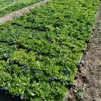 فروش نشا جعبه ای|گل و گیاه طبیعی|محلات, |دیوار