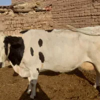 گاوشیری ابستن|حیوانات مزرعه|تربتحیدریه, بالا ولایت|دیوار