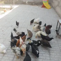 تعداد۲۸تامرغ وخروس۵ماه آماده تخم