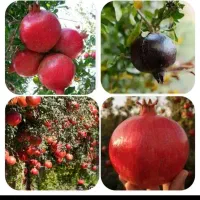نهال انار مونداراپ انگورشمشیری گیلاس