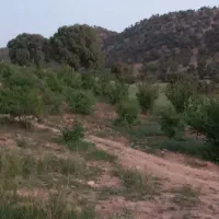 باغ-و-خانه-باغ