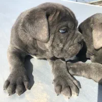 واگذاری کنکورسو|سگ|کرمان, |دیوار