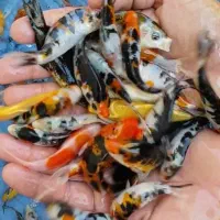 کوی نژاد دار|ماهی|اصفهان, کوجان|دیوار