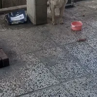 سگ پیدا شده|سگ|مشهد, الهیه|دیوار