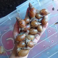 حلزون فروشی