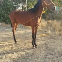 مادیون ترکمن|اسب و تجهیزات اسب‌سواری|یاسوج, |دیوار