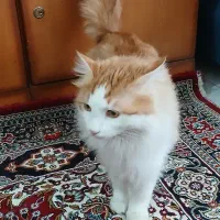 گربه میکس پرشین