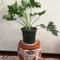 گل برگ انجیری