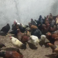 مرغ خروس محلی