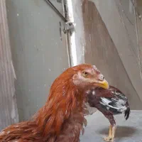 لاری|حیوانات مزرعه|تهران, طیب|دیوار