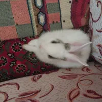 خرگوش|موش و خرگوش|کرمانشاه, |دیوار