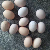 تخم مرغ  کلین لری و محلی|حیوانات مزرعه|اردبیل, |دیوار