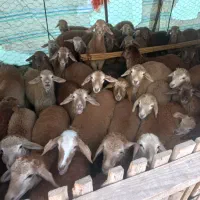 بره