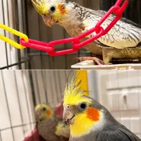 عروس هلندی زیبا و اصیل