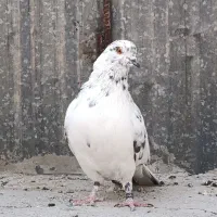 یک جفت کفتر پرشی|پرنده|کرج, کلاک نو|دیوار