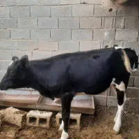 گوساله ماده