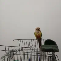 فروش یک عدد گرینچیک نر