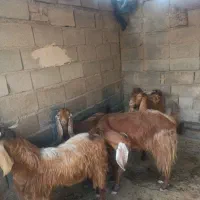 دورگ پاکستانی قیمت۵۰تومان|حیوانات مزرعه|انبارآلوم, |دیوار