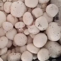 قارچ درجه یک ۱۵۰