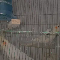 عروس پاریس|پرنده|سوسنگرد, |دیوار