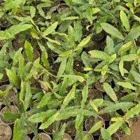 فروش نهال فندق ماکادمیا|خدمات باغبانی و درختکاری|بابل, |دیوار