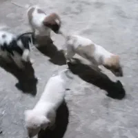 واگذاری چند عددطوله سگ|سگ|صومعه‌سرا, |دیوار