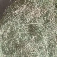 یونجه  ( بیده)  خشک  با دست درو شده