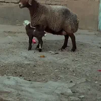 میش بره دار ، میش ابستن ،گوسفند بره|حیوانات مزرعه|شیروان (خراسان), |دیوار