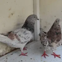 کبوتریه جفت سرور