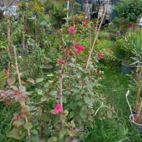 انواع گل های مختلف و اپارتمانی|گل و گیاه طبیعی|سنگر, |دیوار