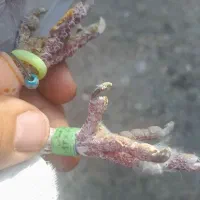 کبوتر پلاگی اصل ۴عدد|پرنده|دشتابی, |دیوار