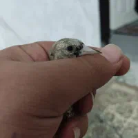 جوجه سهره نر|پرنده|اسلامشهر, مظفریه|دیوار