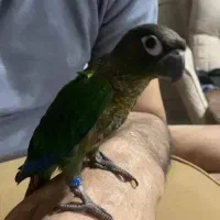 گرینچیک گمشده در امیرکبیر89