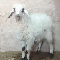 قوچ افشاری و بره|حیوانات مزرعه|ابرکوه, |دیوار