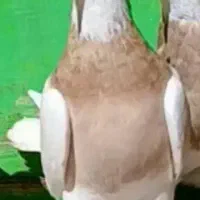 طوقی زرد ماده