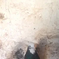 نر طوق سور نر