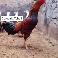 تخم لاری اصیل
