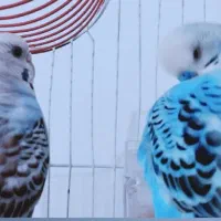 مرغ عشق دستی .آبی فیروزه ای با قفس  ولونه .ظرف آب