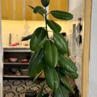 گل اپارتمانی