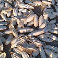 کف دریا سالم خشک دورشت|ماهی|بندر کنگان, |دیوار