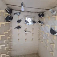 باسلام خدمت شما دوستان عزیز