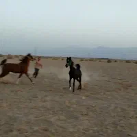 اسب|اسباب و اثاث بچه|کوهدشت, |دیوار