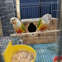 پرنده طوطی گرنچیک